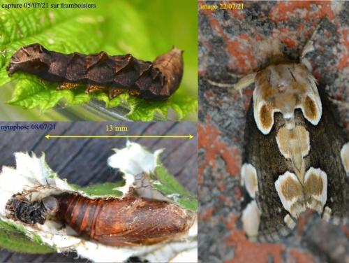 Réf. 286 549 : Thyatira batis